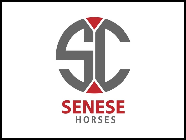 Senese Horses