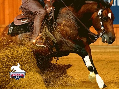 Score Card domenica NRHA Futurity Campano e 4 show ACCR-IRHA-FISE-NRHA 2026