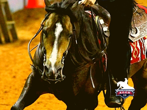 Ordini di partenza domenica NRHA Futurity Campano e 4 show ACCR-IRHA-FISE-NRHA 2026
